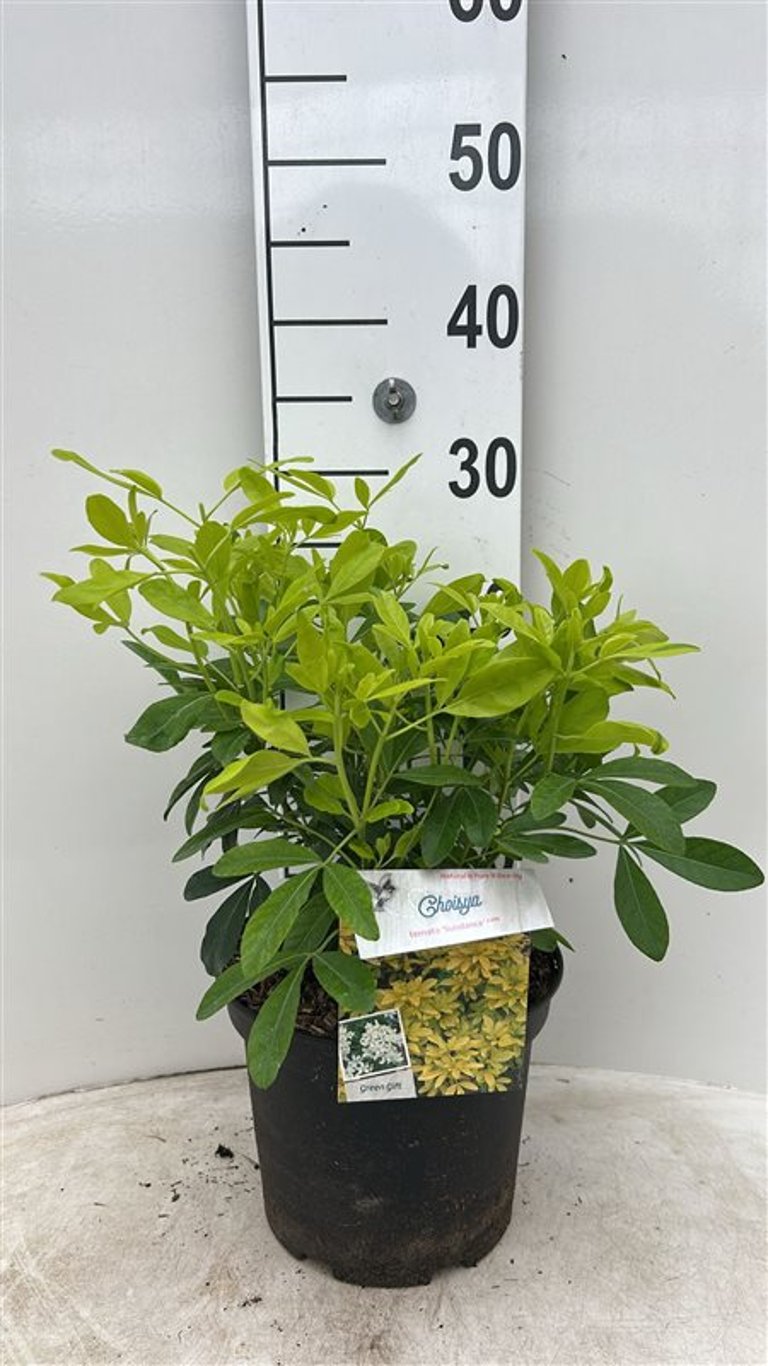 Choisya ternata 'Sundance' - C5 30-40 CM